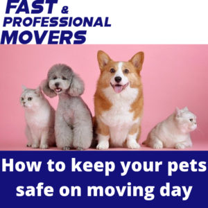 How-to-keep-your-pets-safe-on-moving-day